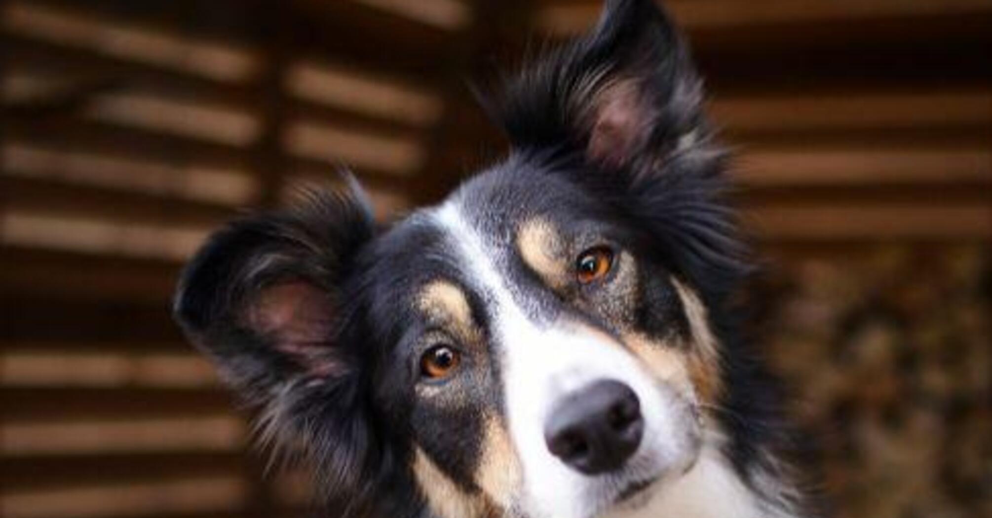 На одній хвилі: топ порід собак, які дійсно схожі на своїх господарів   