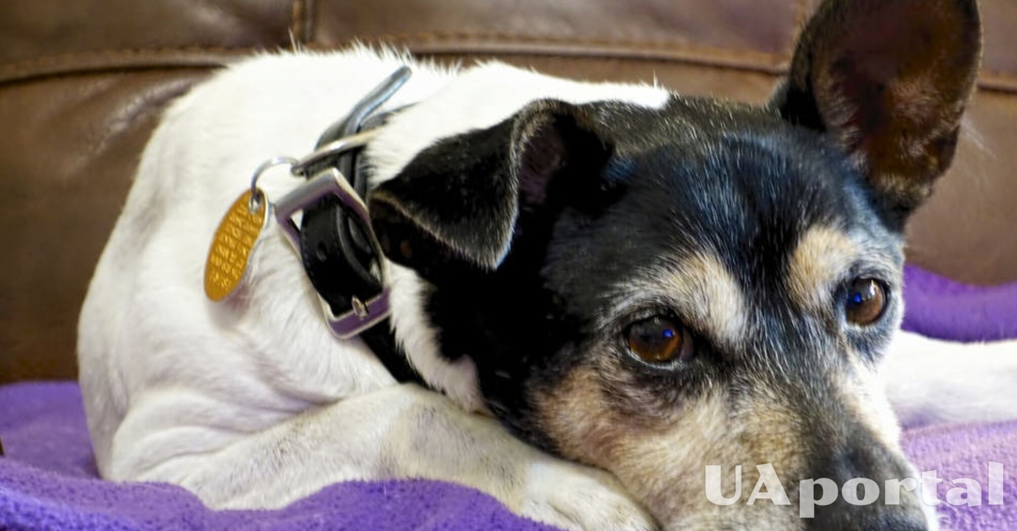 Справжній виклик для власників: топ порід собак, які вимагають особливих зусиль у догляді  