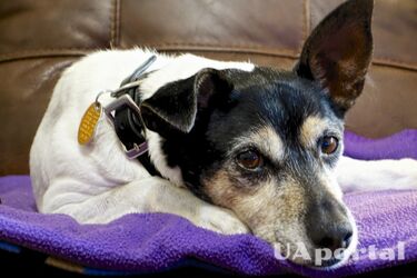 Справжній виклик для власників: топ порід собак, які вимагають особливих зусиль у догляді