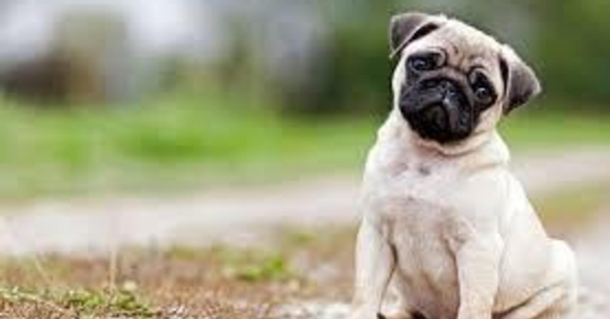 Созданы для дивана: топ пород собак без охотничьего инстинкта