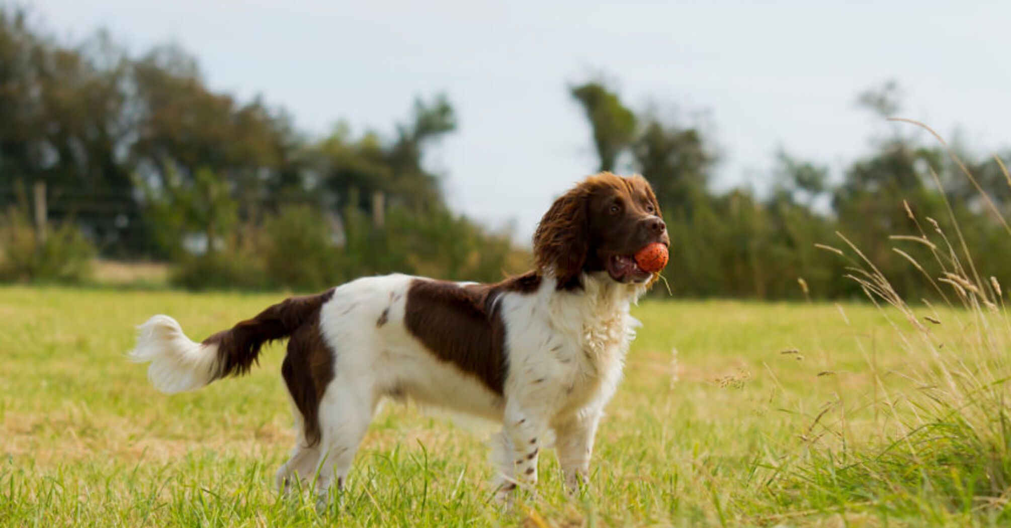 Пухнасті ейнштейни: топ найрозумніших собак   