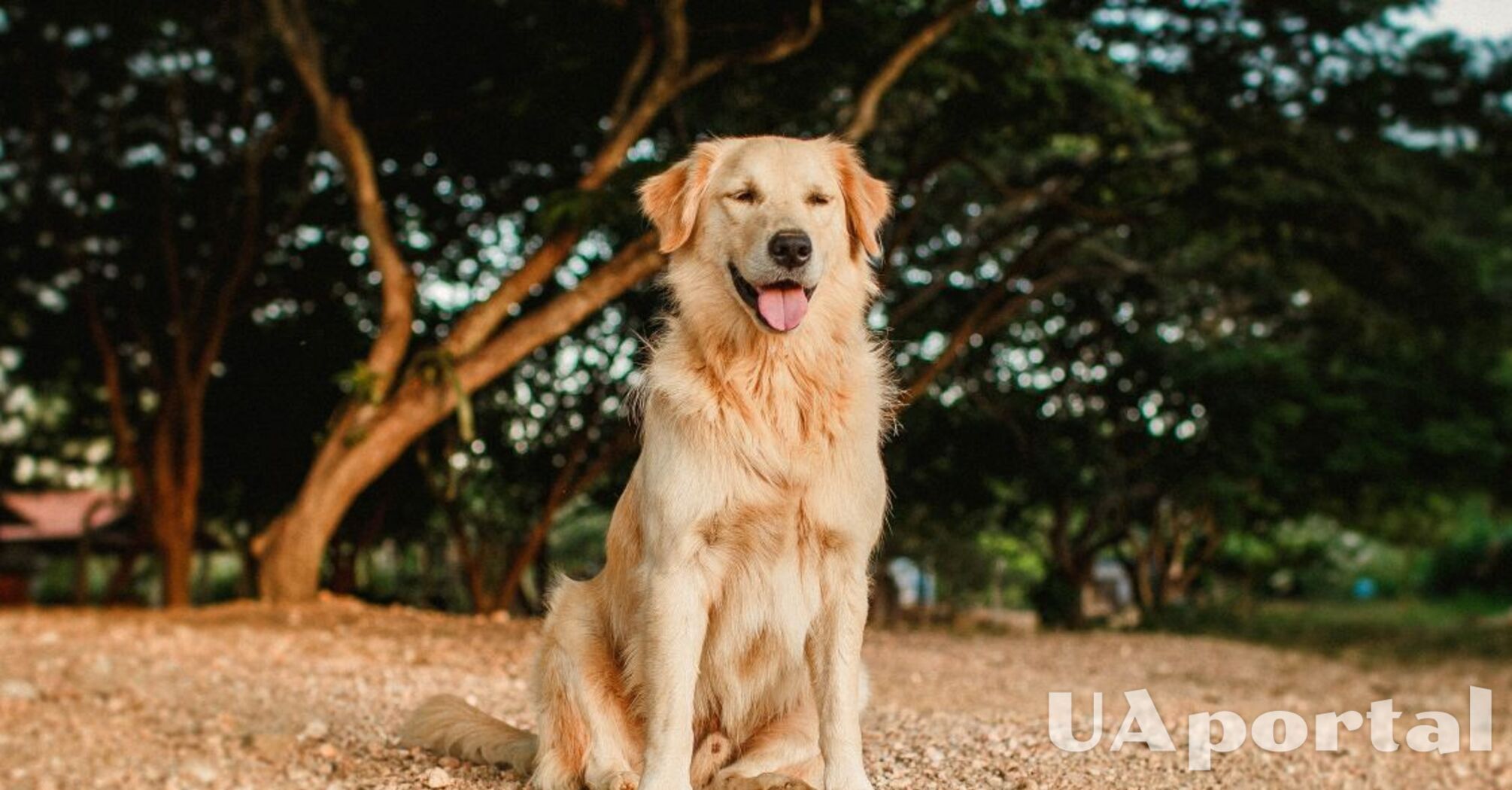 Придется часто убирать: топ пород наиболее линяющих собак.