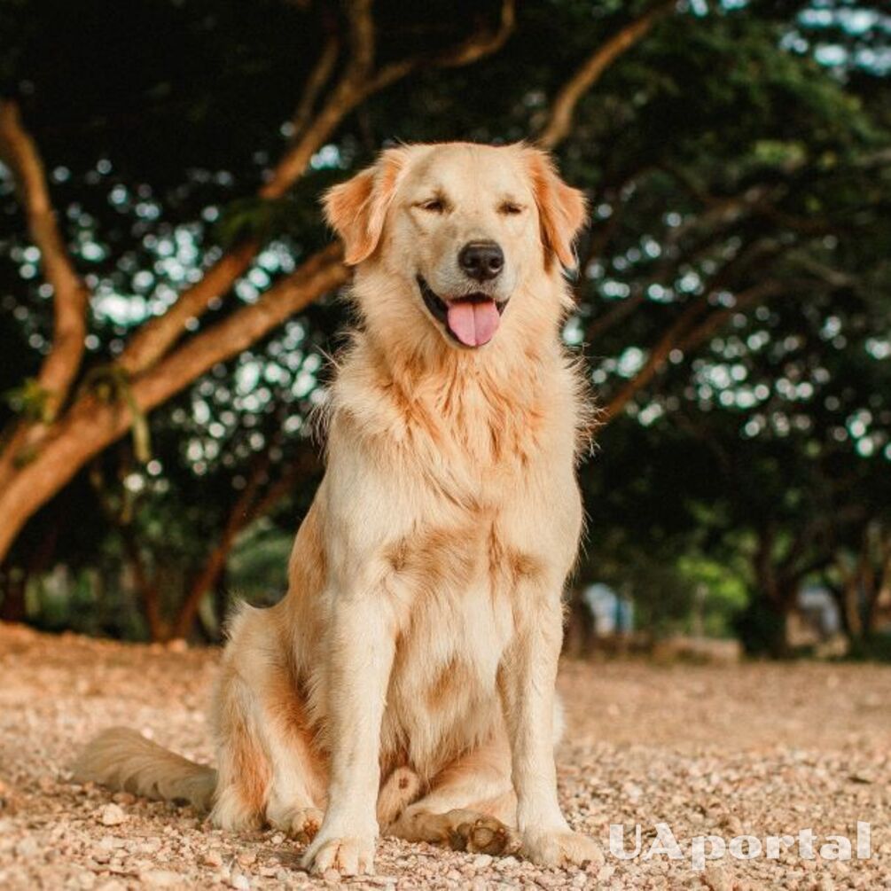 Доведеться часто прибирати: топ порід собак, які найбільше линяють