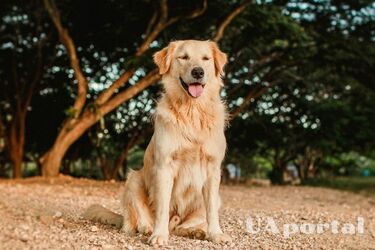 Придется часто убирать: топ пород наиболее линяющих собак.