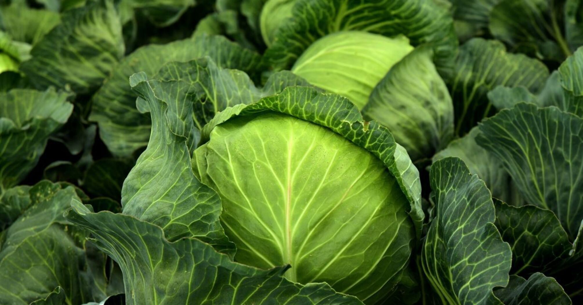 Помідори подорожчали, ціни на капусту впали: як змінилась вартість продуктів в Україні  