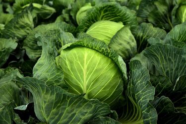 Помидоры подорожали, цены на капусту упали: как изменилась стоимость продуктов в Украине