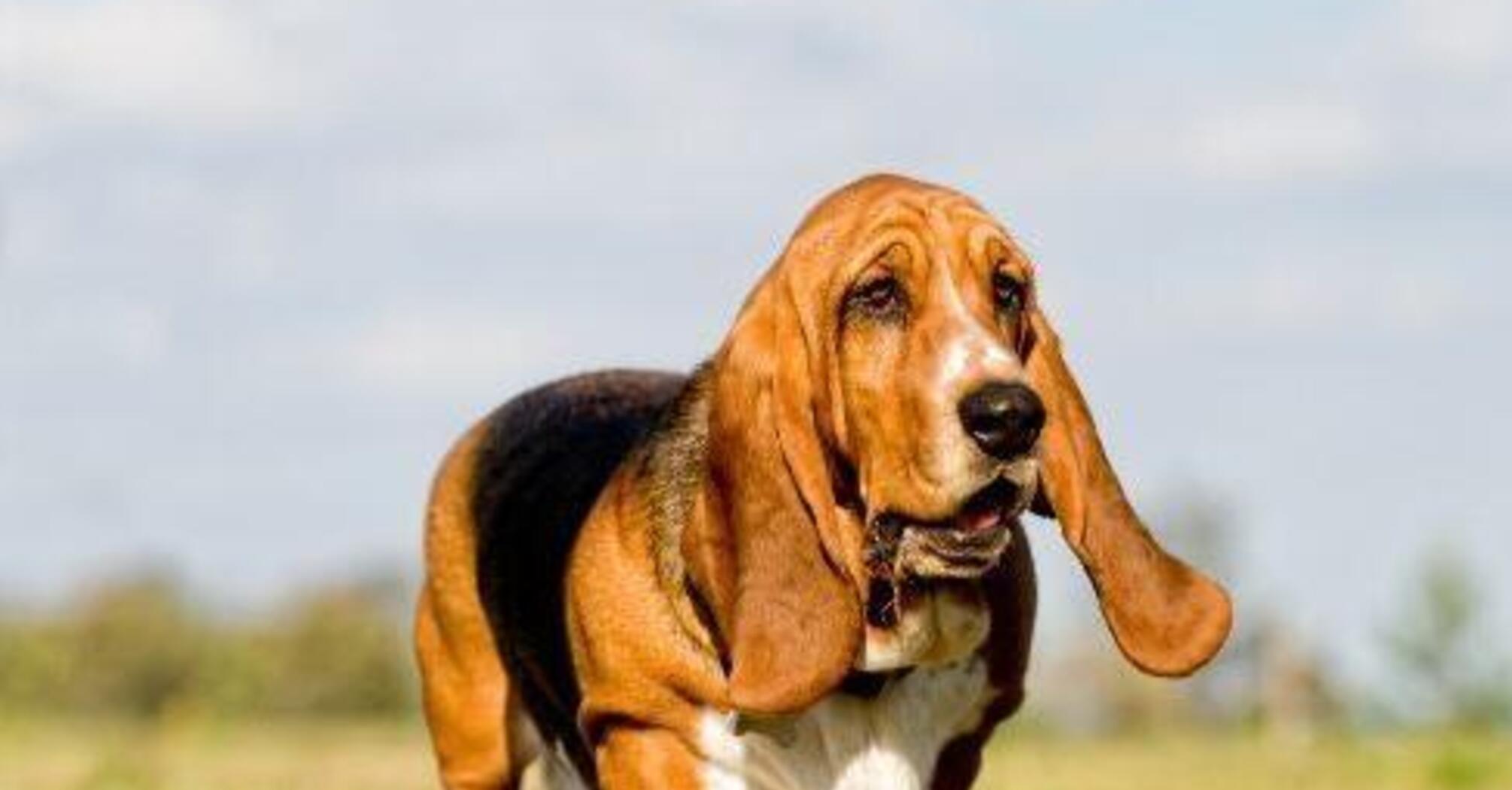 З ними проблем не буде: топ найспокійніших порід собак