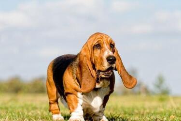 С ними проблем не будет: топ самых спокойных пород собак