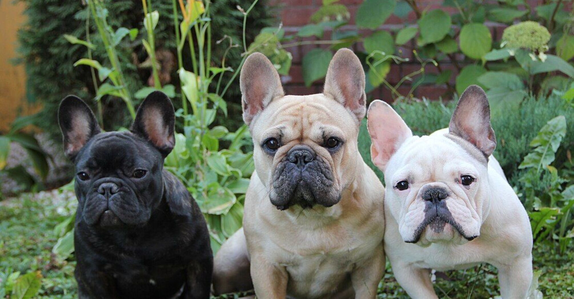 З ними буде 'весело': топ найбешкетніших порід собак   