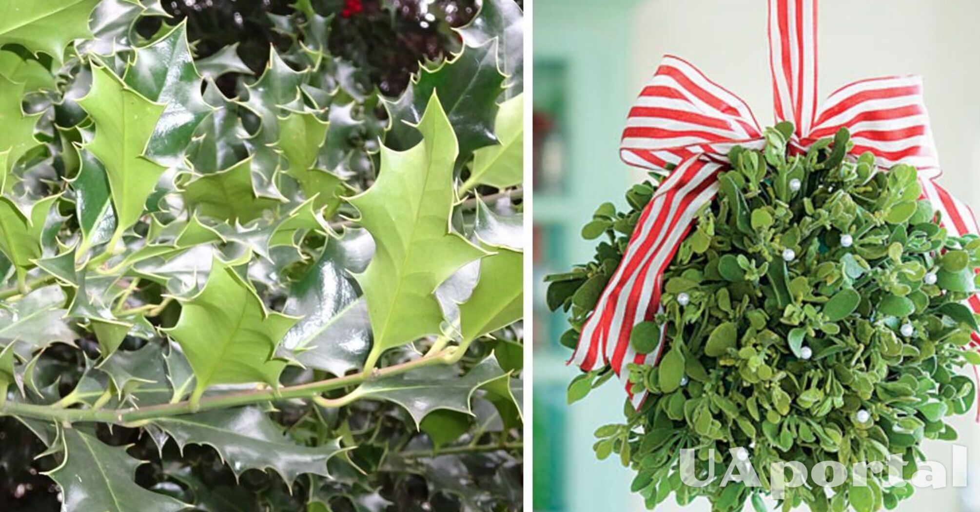 Можуть нашкодити собакам та котам: які різдвяні рослини краще прибрати, якщо у вас є улюбленці 