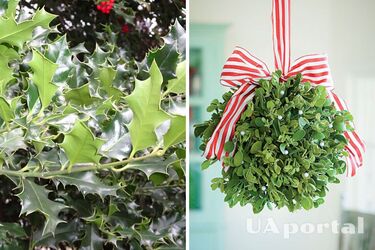 Можуть нашкодити собакам та котам: які різдвяні рослини краще прибрати, якщо у вас є улюбленці