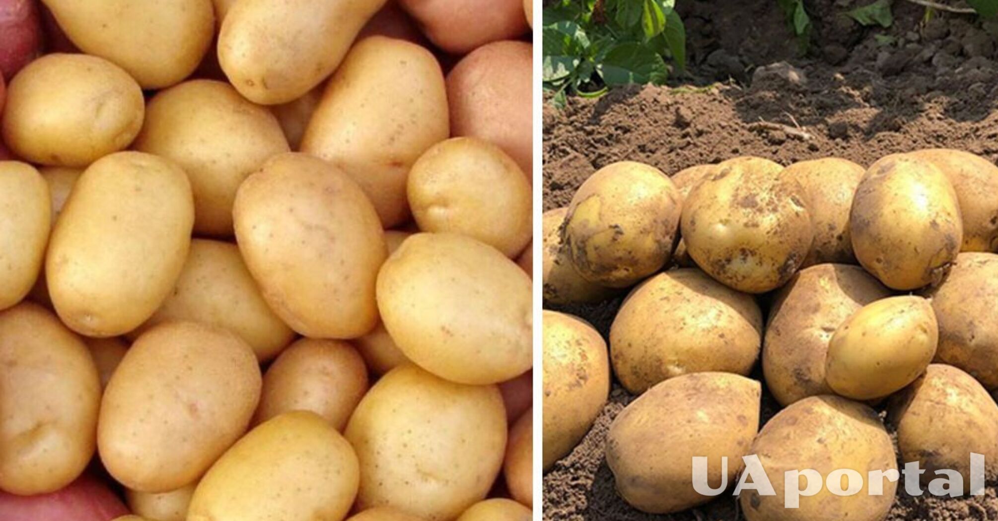 В Украине подорожал популярный овощ: какая цена за килограмм