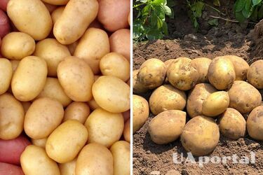 В Украине подорожал популярный овощ: какая цена за килограмм