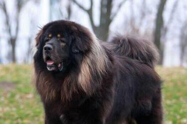 Точно не замерзнут: топ пород собак, которые не боятся холодов