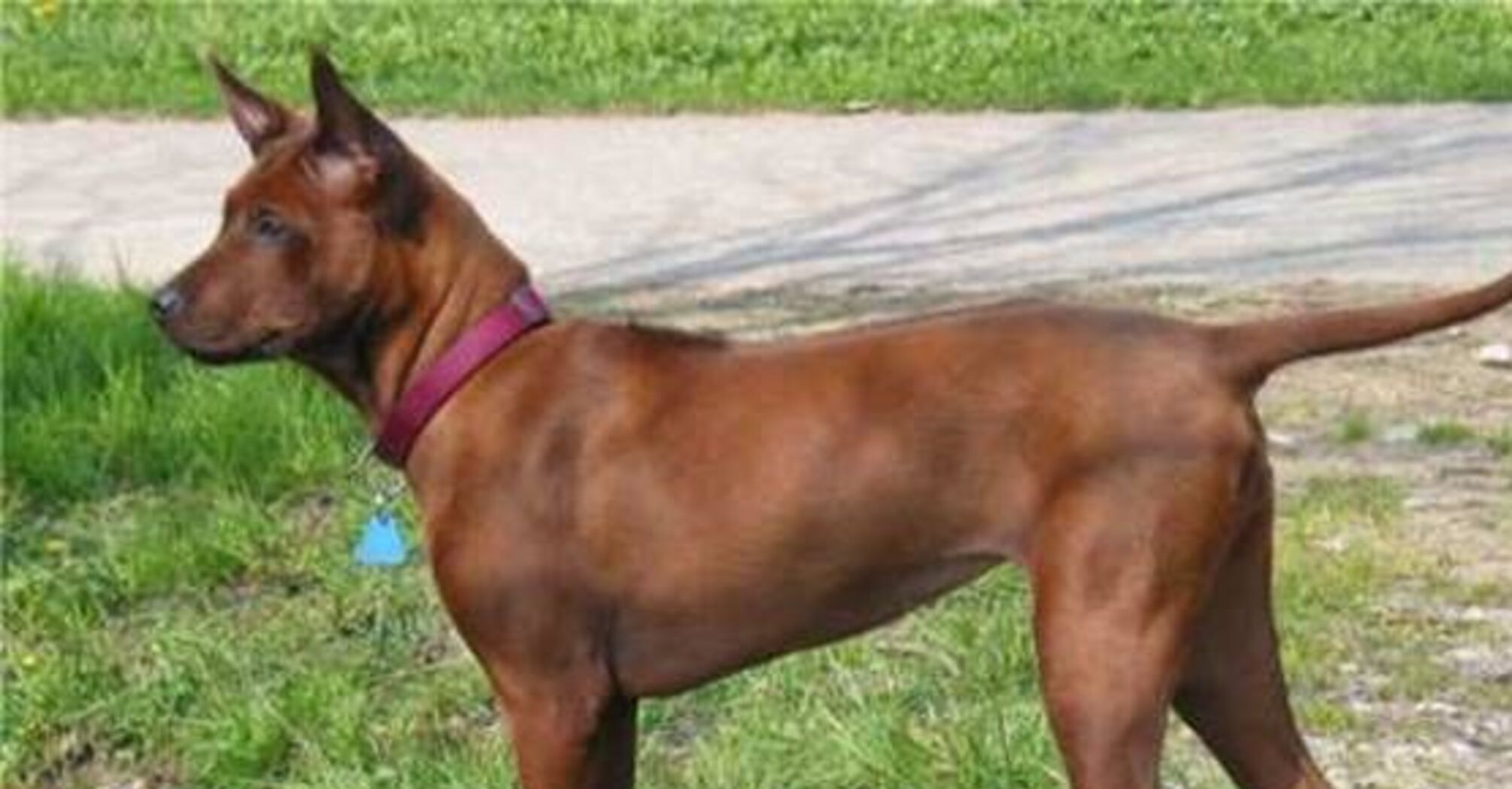 Как с обложки: топ пород невероятно красивых собак