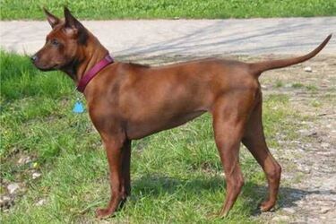 Як з обкладинки: топ порід неймовірно красивих собак