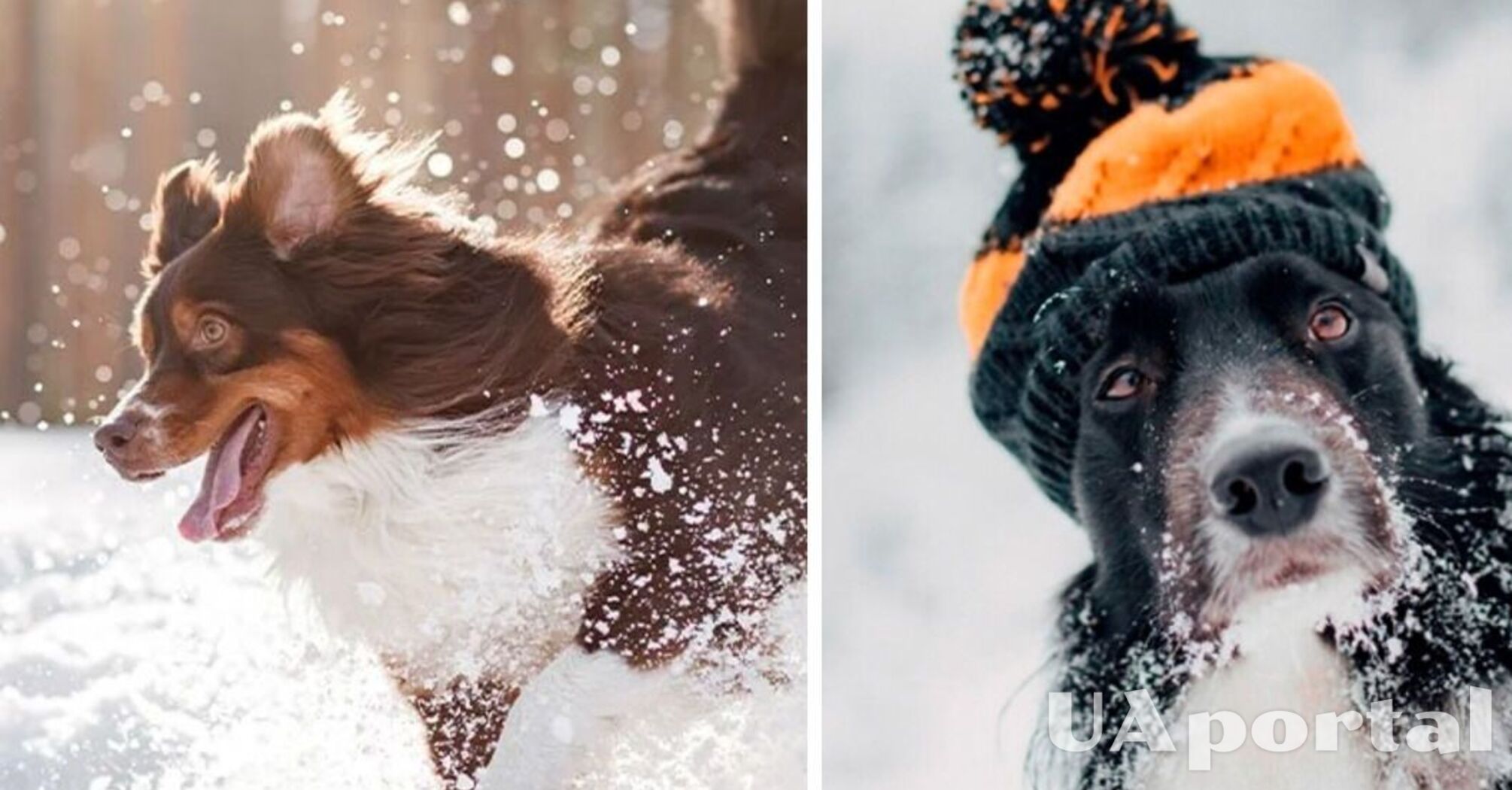 Об этом стоит знать: при какой температуре не стоит выгуливать собаку