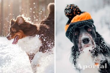 Об этом стоит знать: при какой температуре не стоит выгуливать собаку