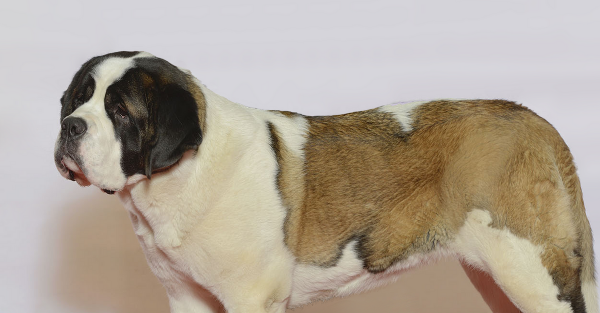 Спят по 18 часов: какие породы собак являются самыми большими сонями