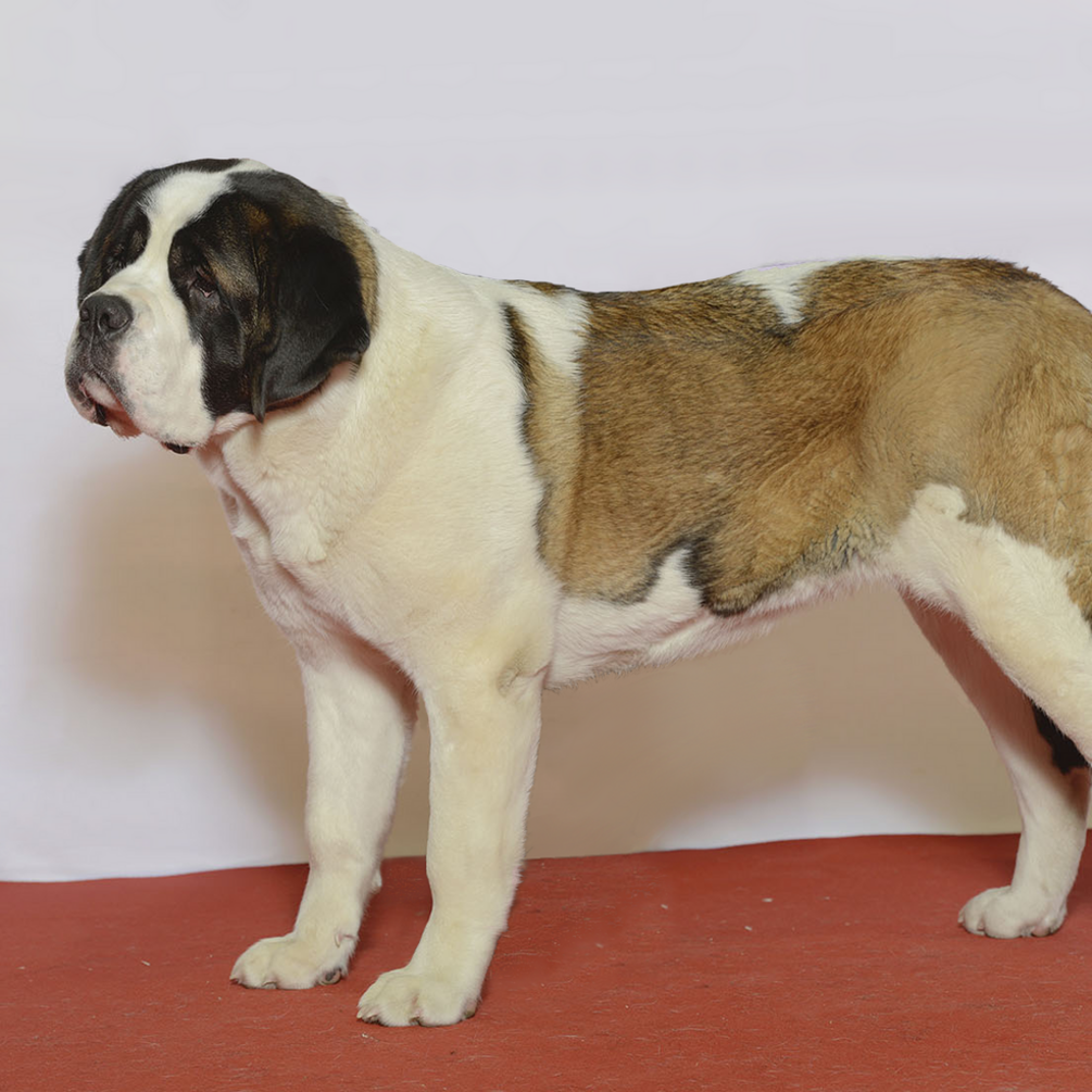 Спят по 18 часов: какие породы собак являются самыми большими сонями