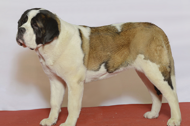 Сплять по 18 годин: які породи собак є найбільшими сонями