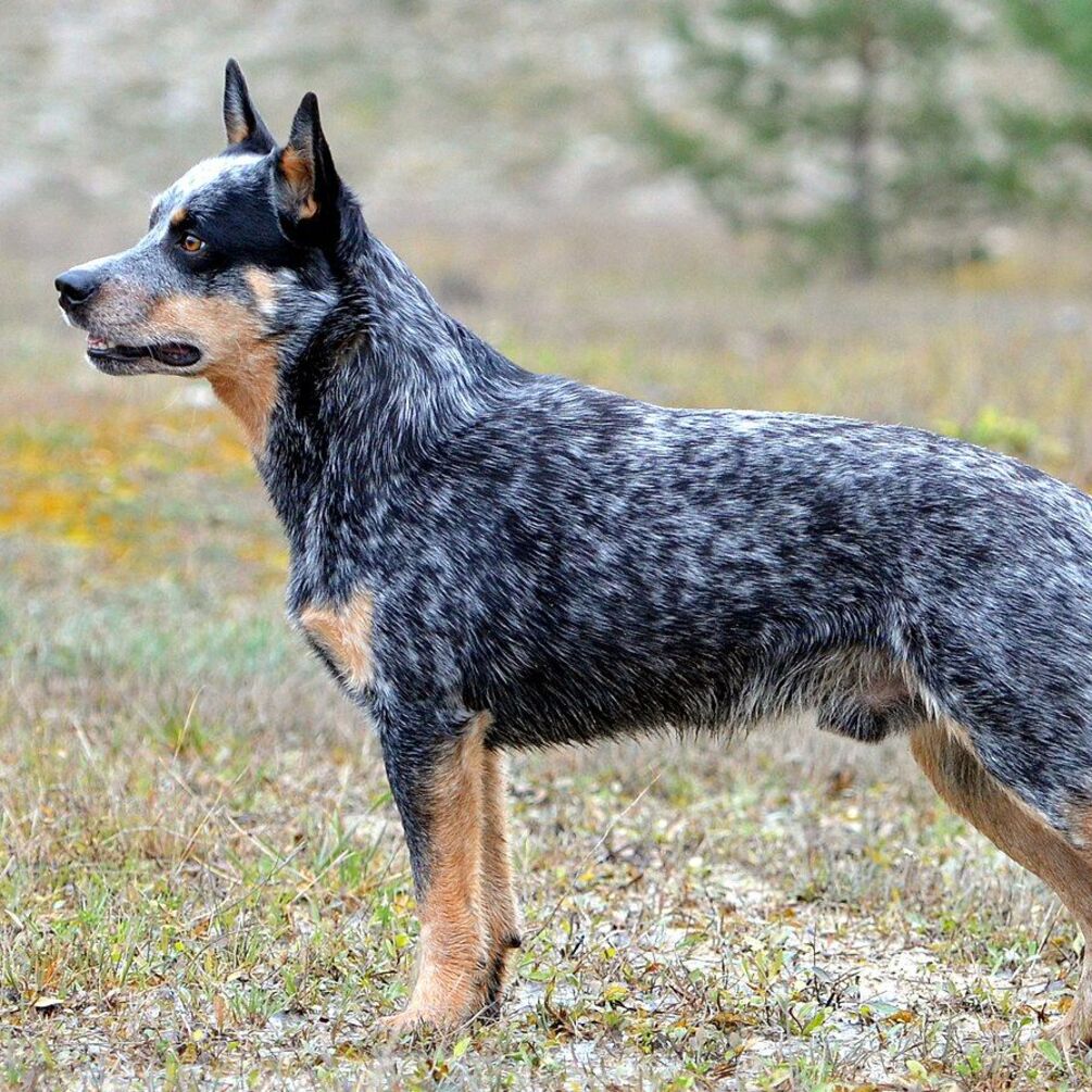 Люблячі та ніжні: топ порід собак, закоханих у свого господаря