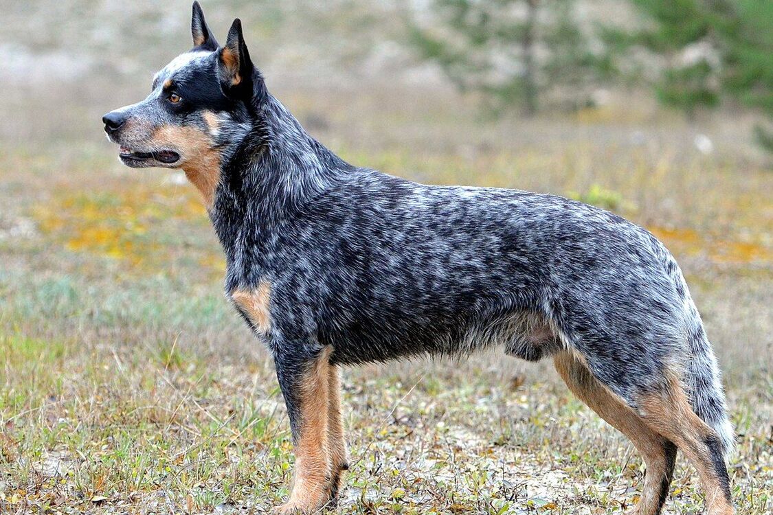 Люблячі та ніжні: топ порід собак, закоханих у свого господаря