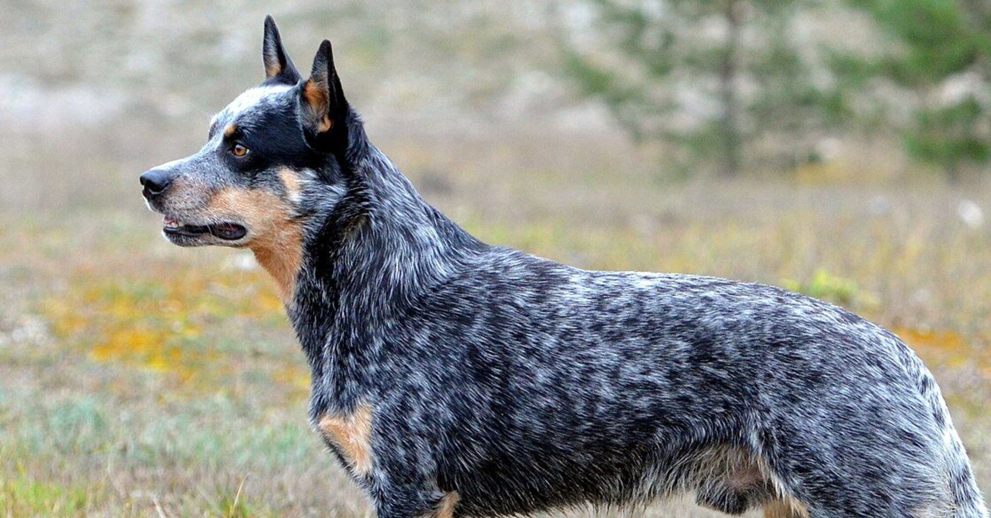 Люблячі та ніжні: топ порід собак, закоханих у свого господаря