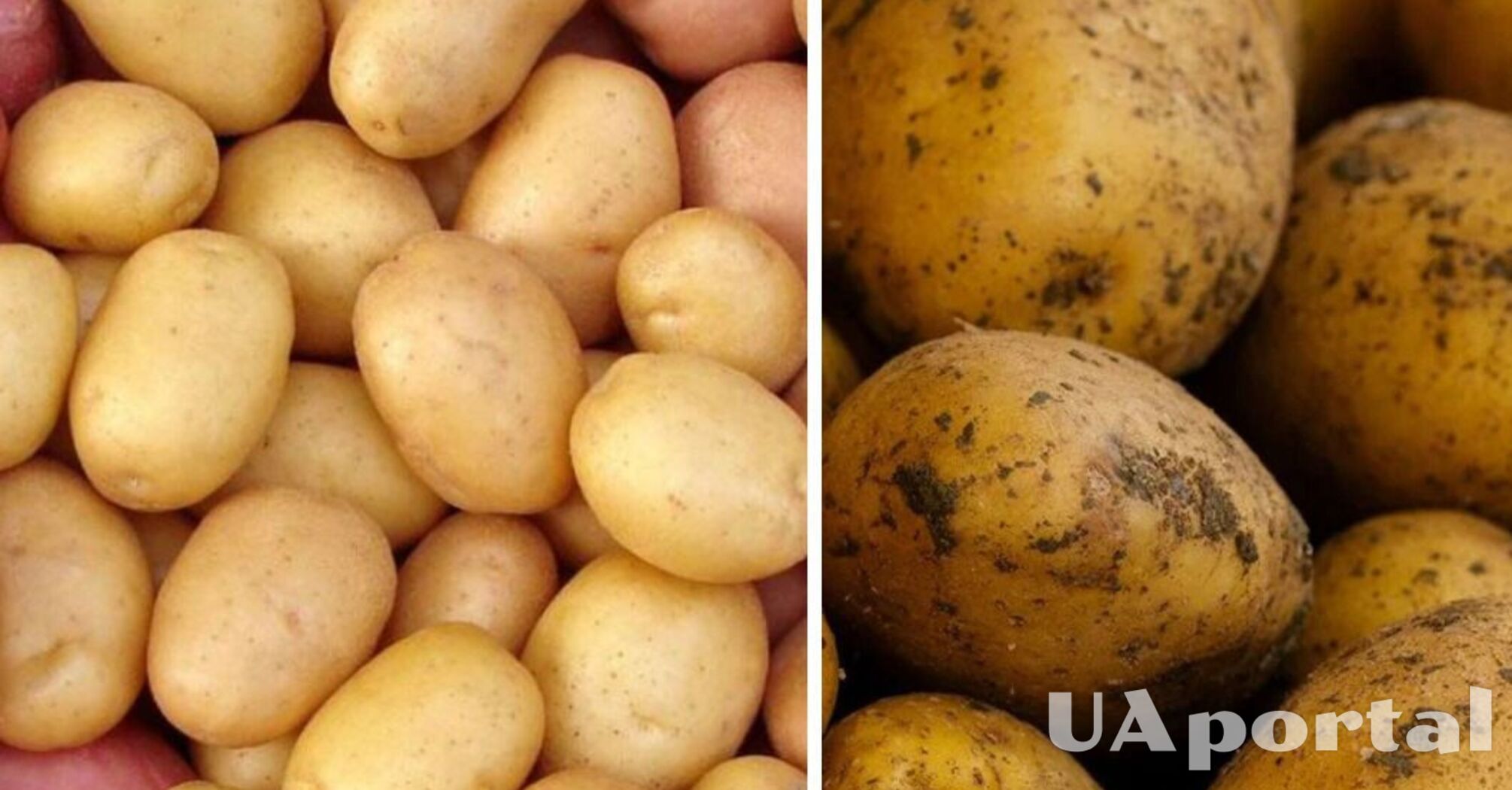 В Украине упали цены на популярный овощ: какая стоимость килограмма