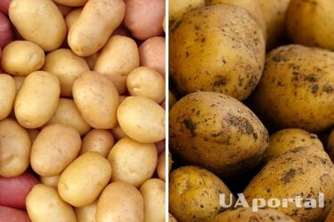 В Україні впали ціни на популярний овоч: яка вартість кілограму