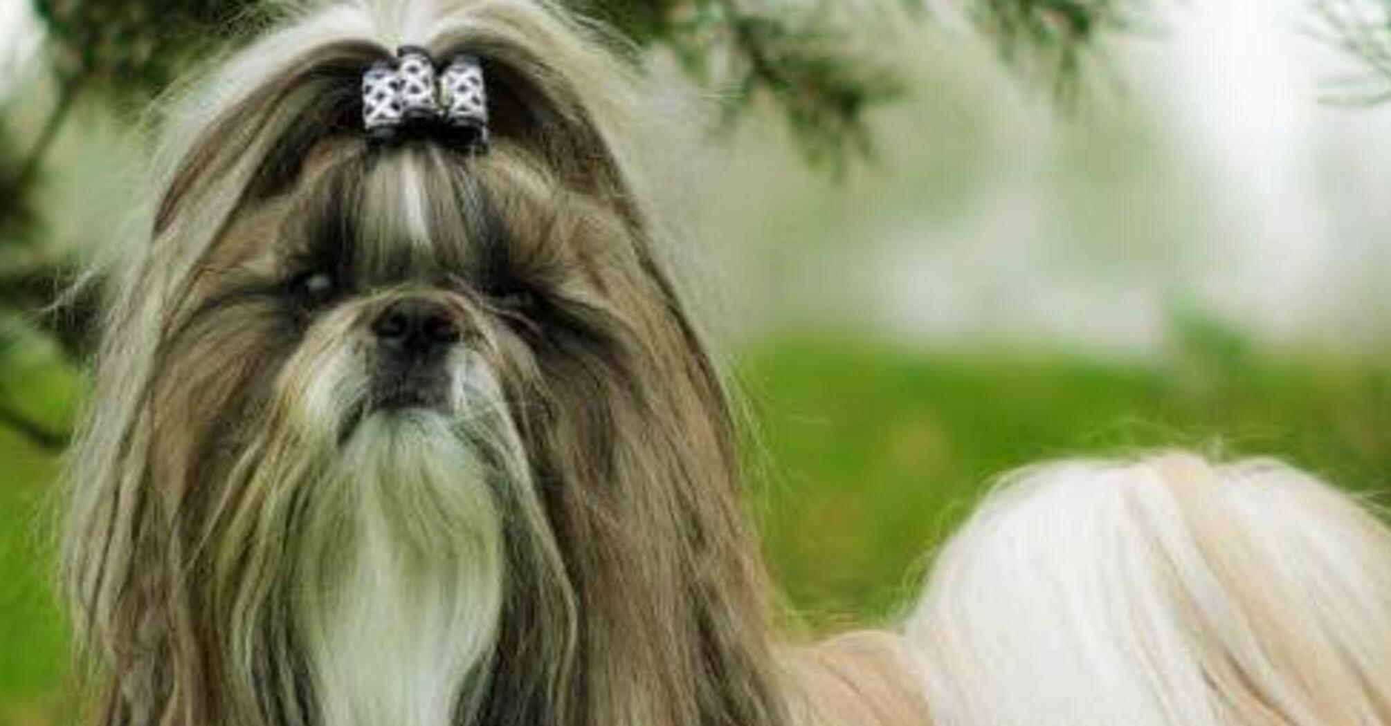 Спокойны и беспроблемны: какие собаки лучше всего подходят пожилым людям