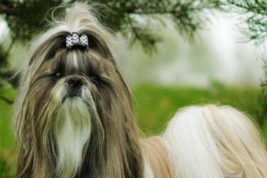 Спокойны и беспроблемны: какие собаки лучше всего подходят пожилым людям