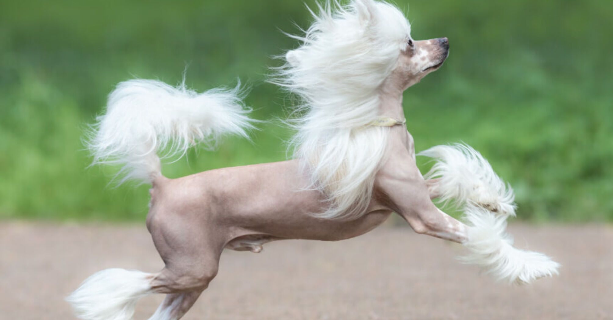 Одевайте их тепло: топ пород собак, которые больше всего боятся холода