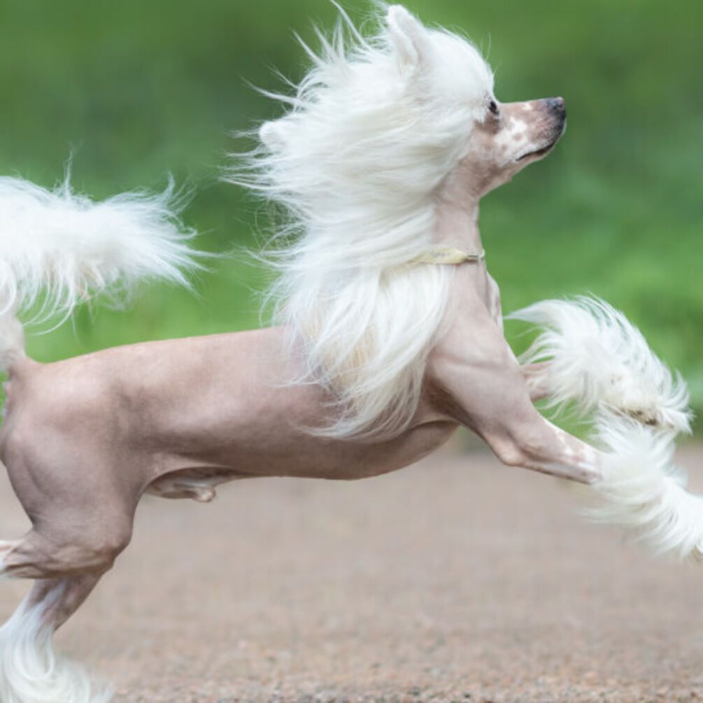 Одевайте их тепло: топ пород собак, которые больше всего боятся холода