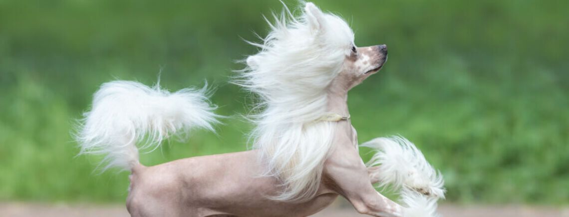 Одягайте їх тепло: топ порід собак, які найбільше бояться холоду