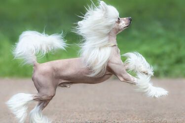 Одевайте их тепло: топ пород собак, которые больше всего боятся холода