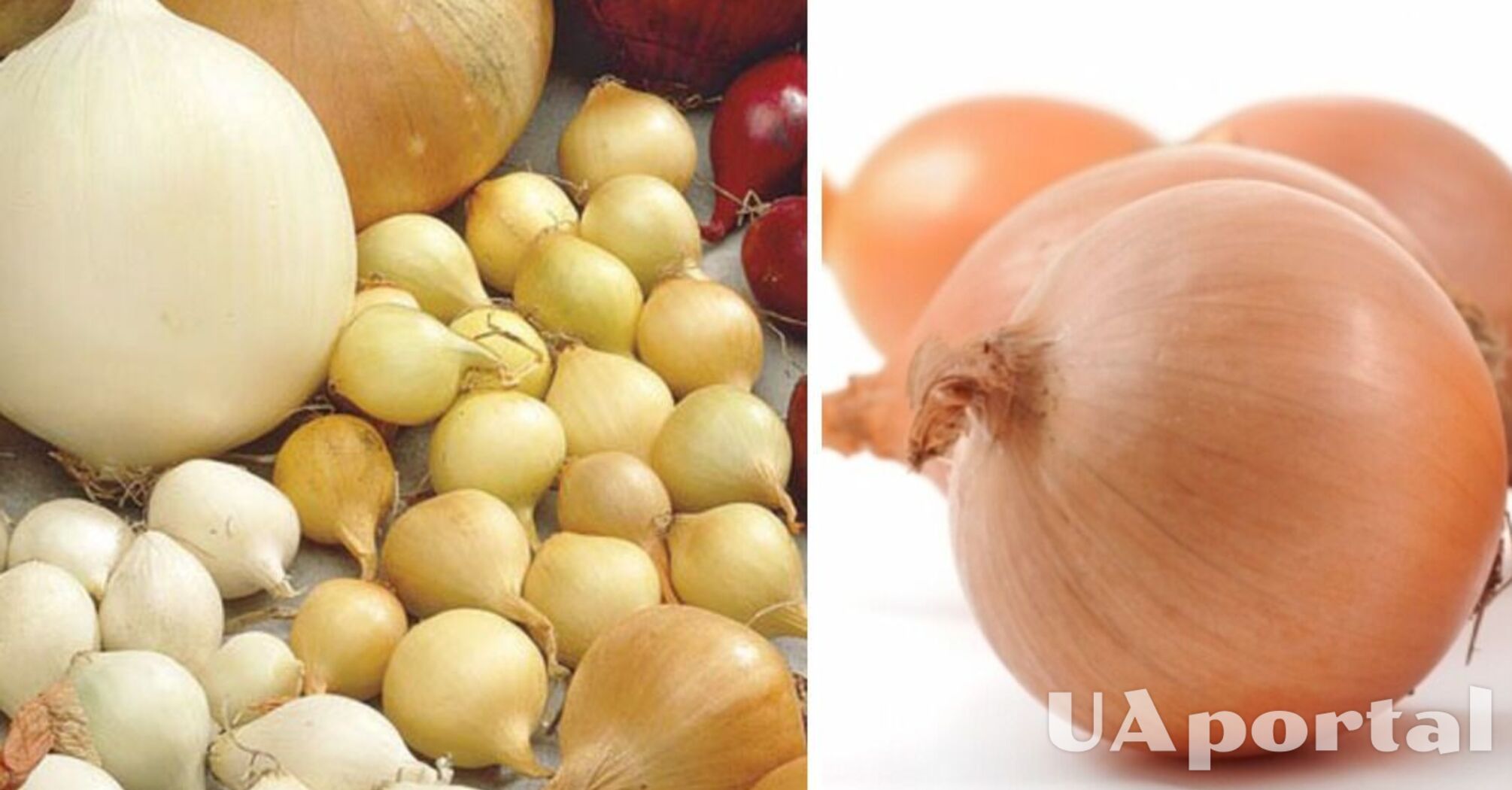 В Україні впала ціна на популярний овоч: скільки коштує