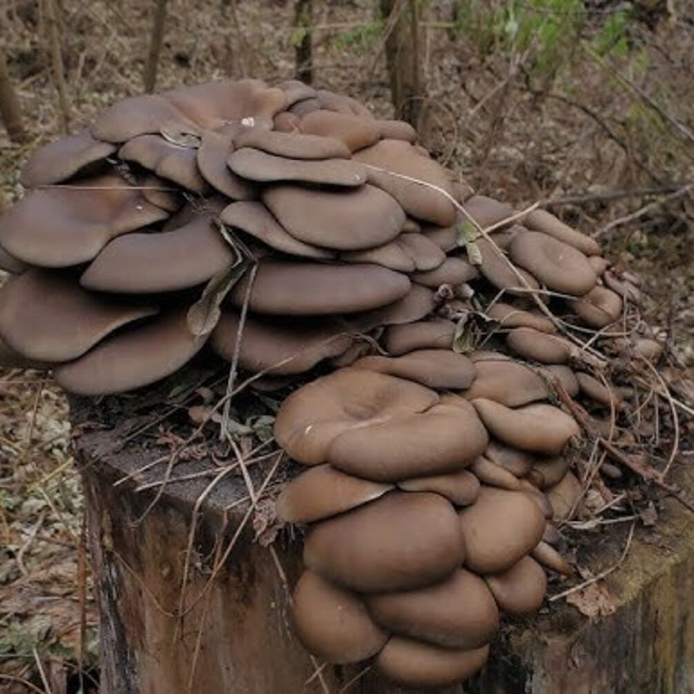 Устричний гриб у лісах України: як збирати та чи можна їсти