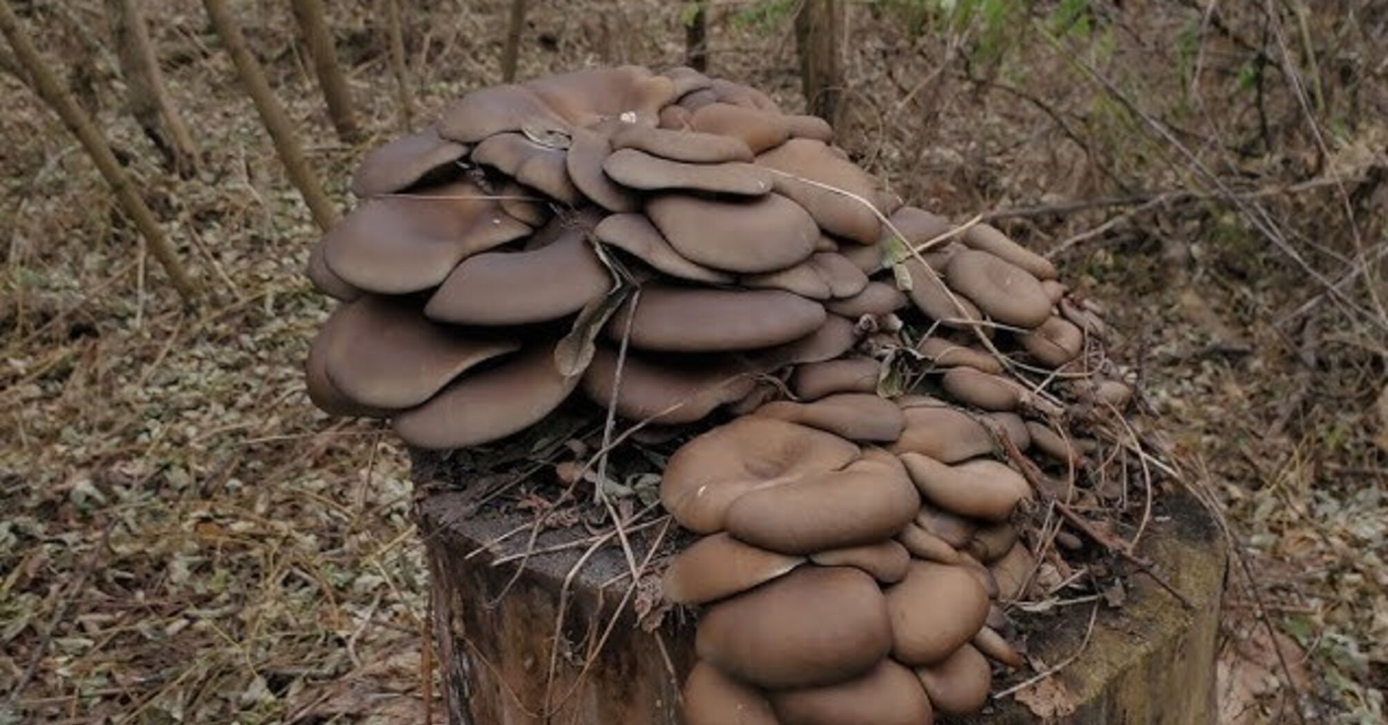 Устричний гриб у лісах України: як збирати та чи можна їсти