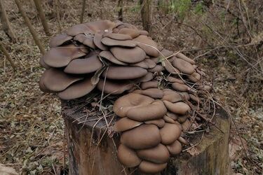 Устричный гриб в лесах Украины: как собирать и можно ли есть