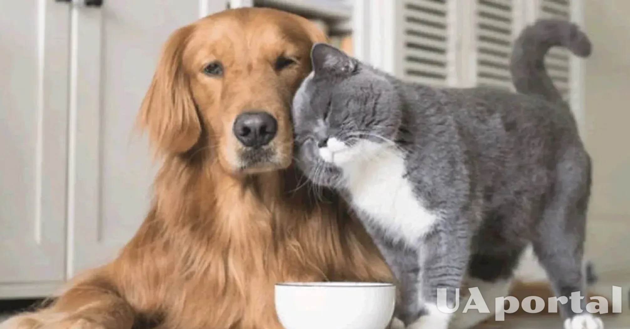 Легко подружатся: топ пород собак, не конфликтующих с котами