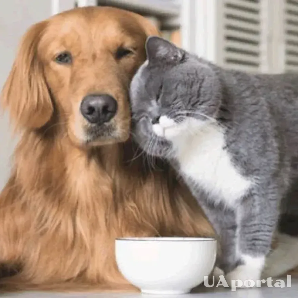 Легко подружаться: топ порід собак, які не конфліктують з котами