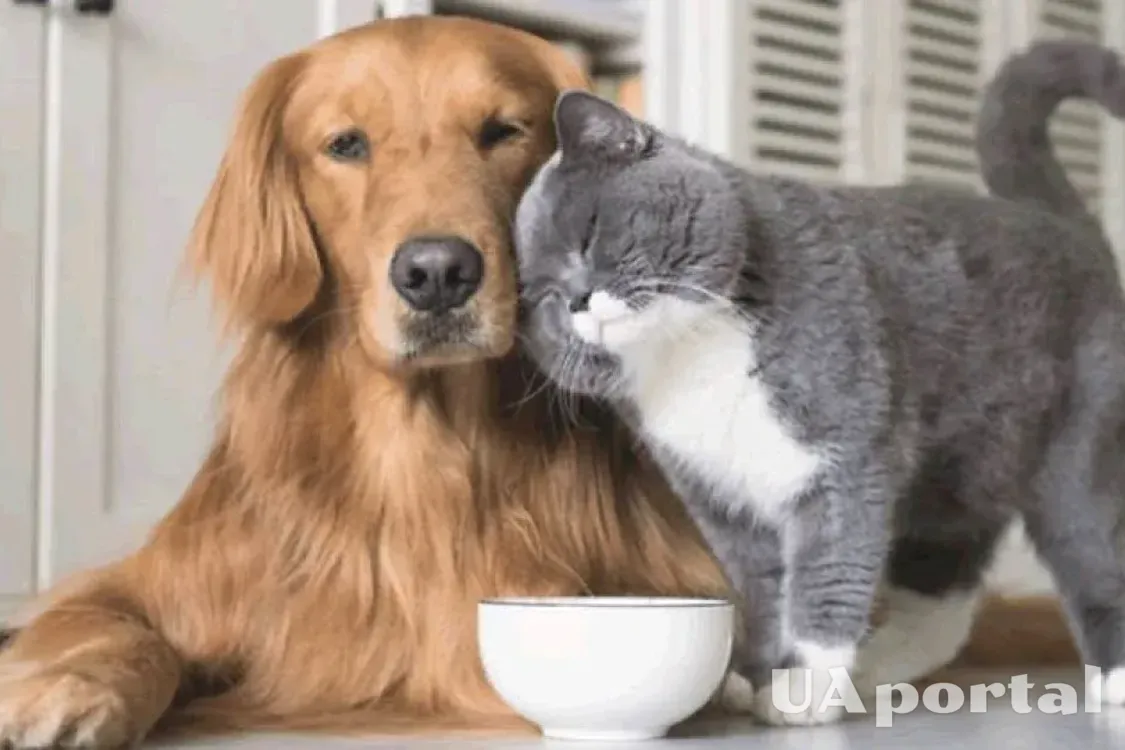 Легко подружаться: топ порід собак, які не конфліктують з котами