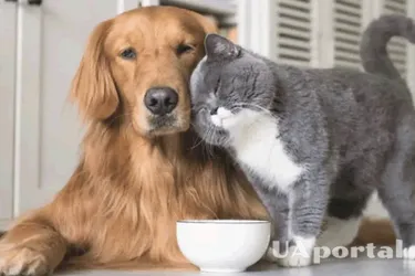 Легко подружатся: топ пород собак, не конфликтующих с котами