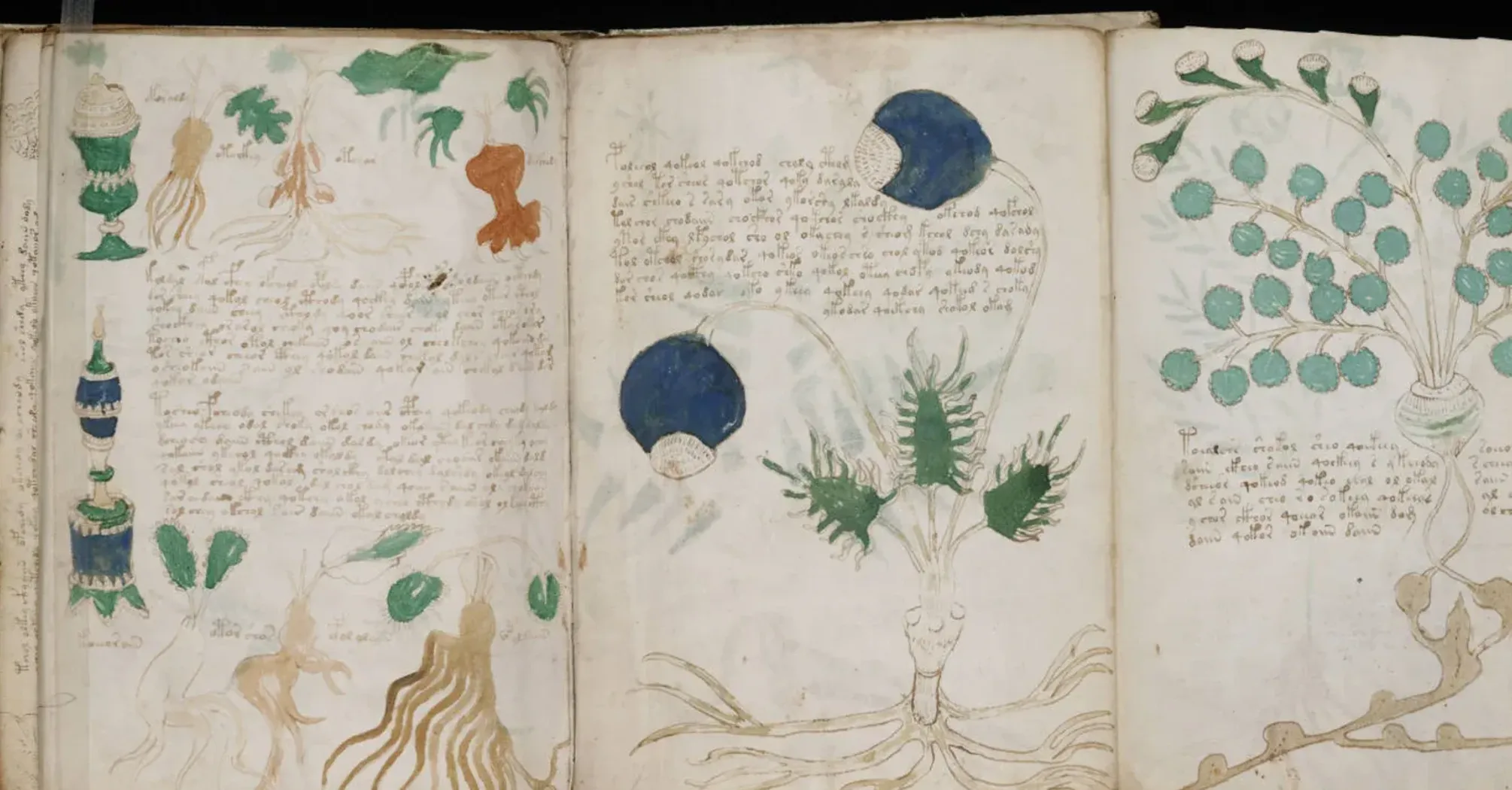 Науковці зробили крок до розгадки рукопису Войнича: про що йдеться (фото)  