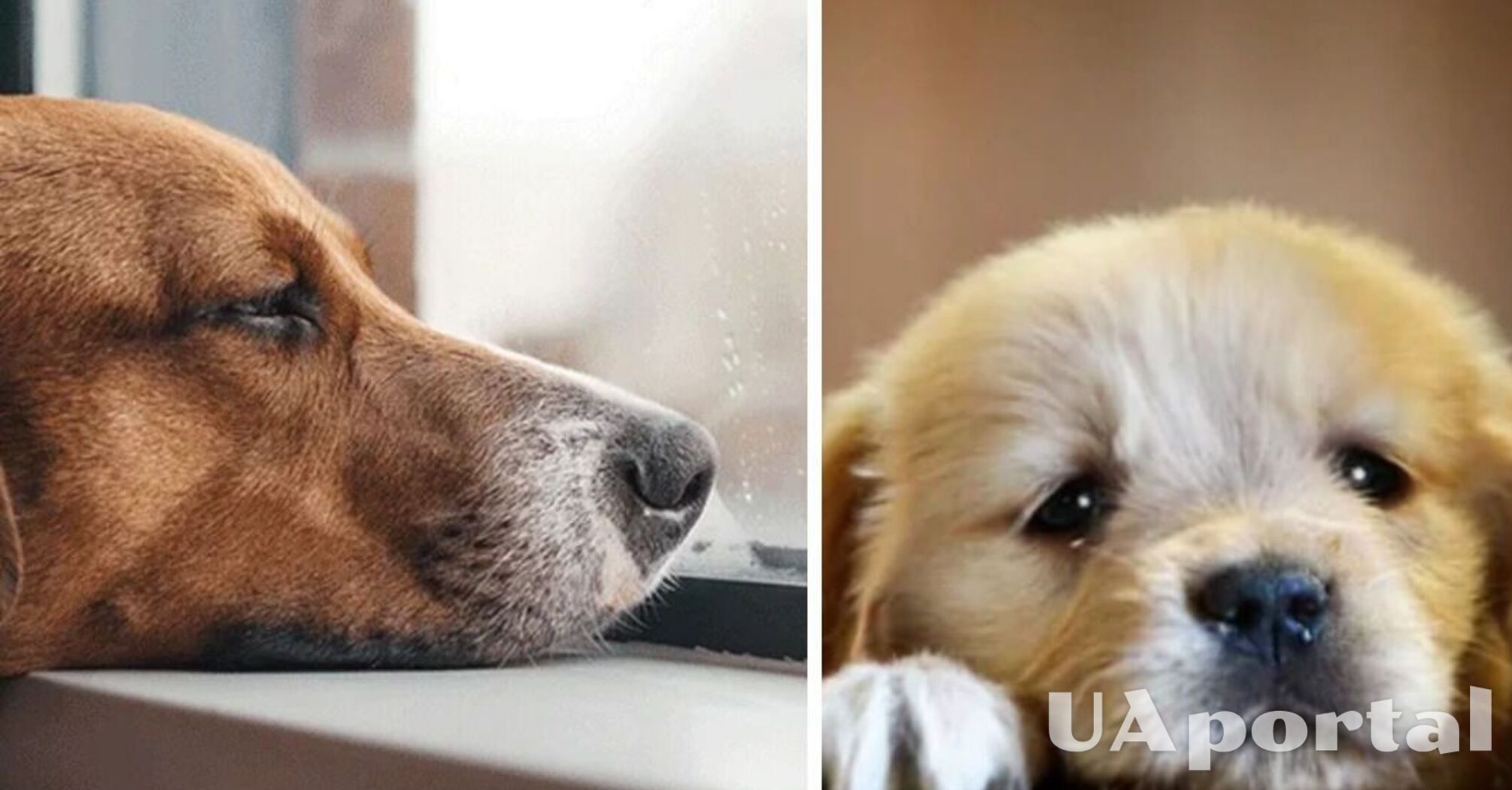 Приділяйте їм більше уваги: топ порід собак, які схильні до депресії взимку   