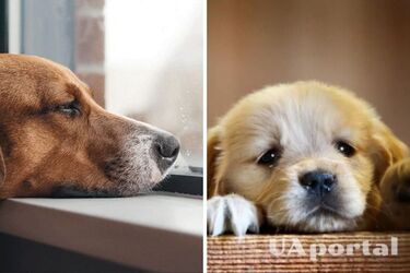 Приділяйте їм більше уваги: топ порід собак, які схильні до депресії взимку