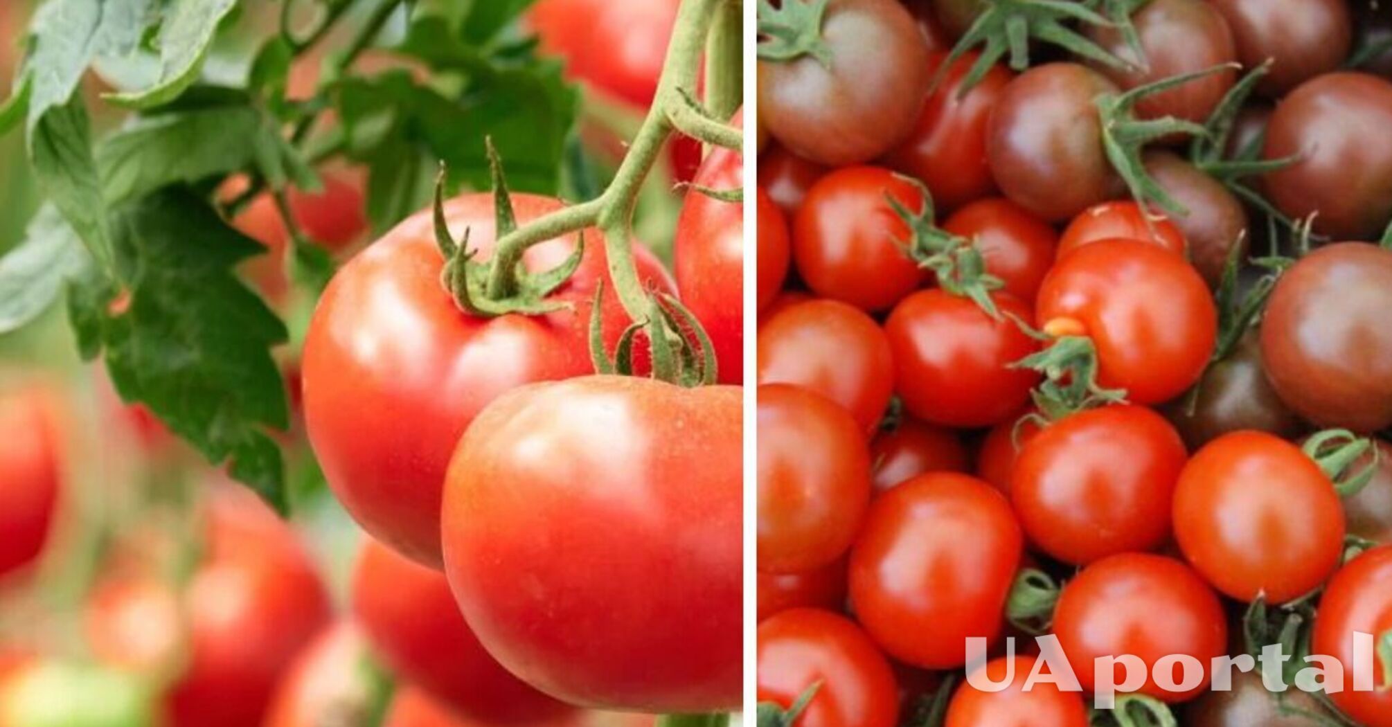 В Украине подешевел популярный тепличный овощ: какая цена за килограмм