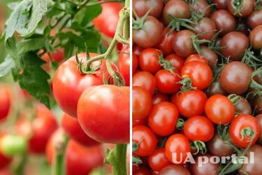 В Украине подешевел популярный тепличный овощ: какая цена за килограмм