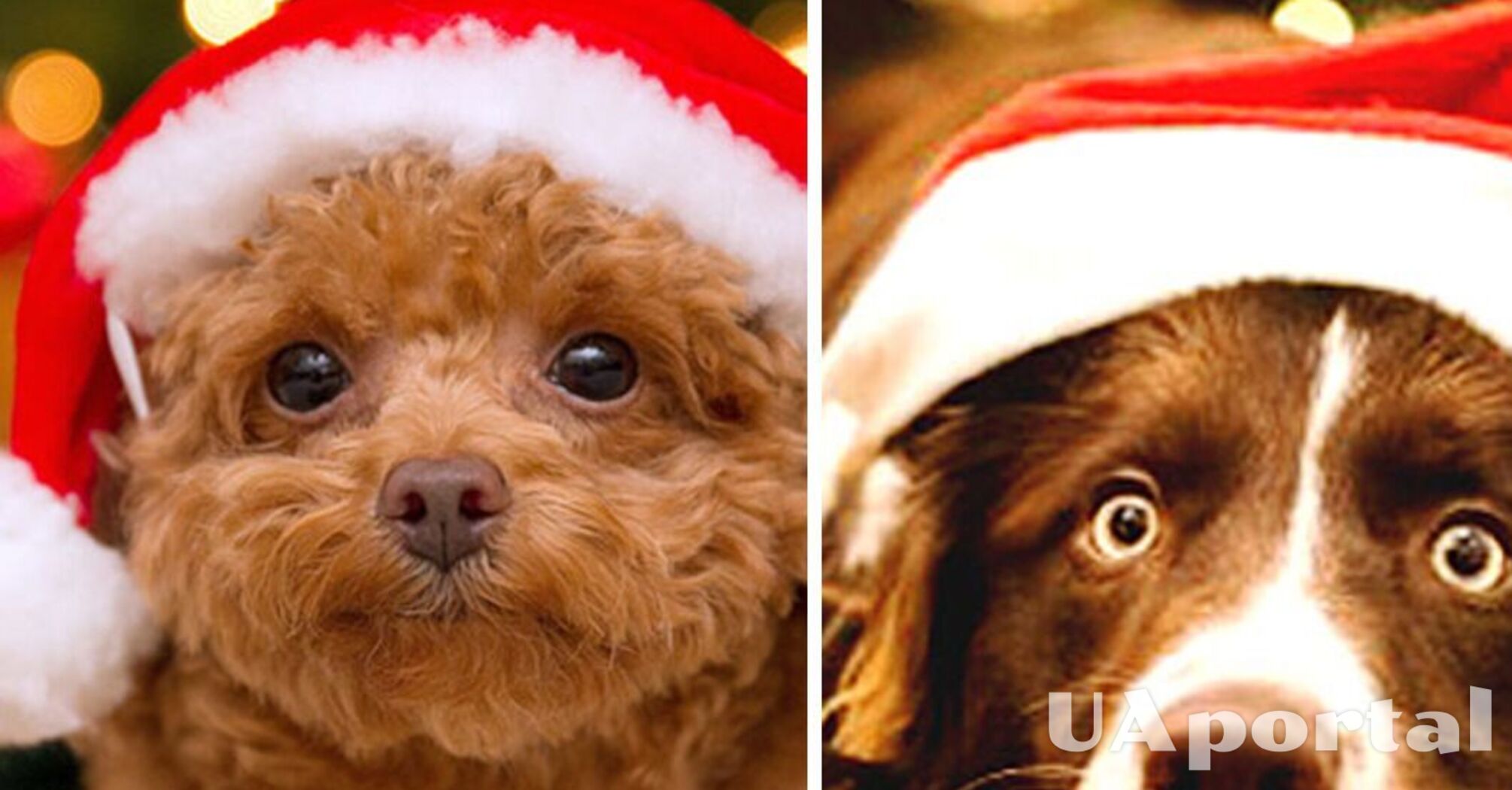  Можуть серйозно нашкодити: які різдвяні ласощі заборонні собакам 